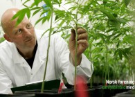Lovlig medisinsk cannabis