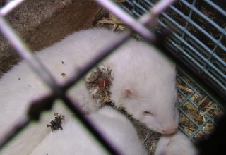 Ja til pelsfritt Telemark!