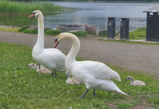 Forbud mot mating av fuglene på Nordbytjernet på sommerstid