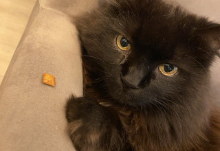 Dyr trenger et uavhengig tilsyn nå!